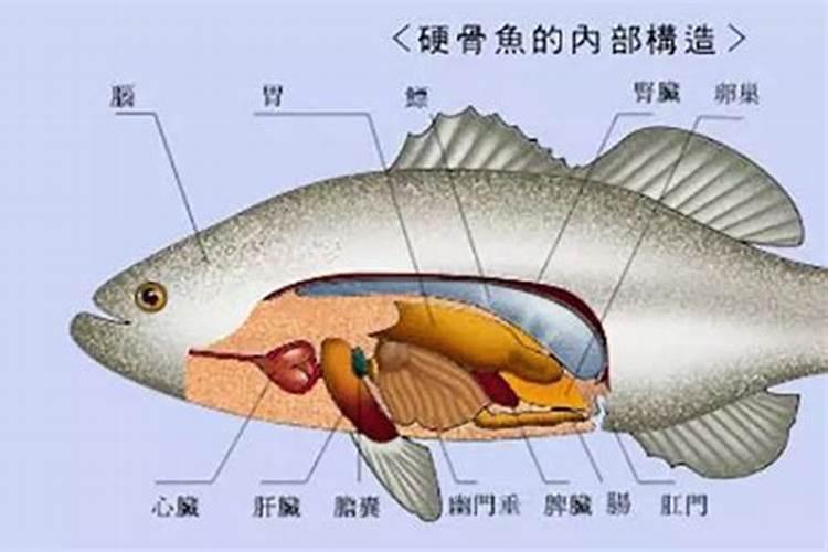 罗非鱼肚子里出现绿色的东西是什么