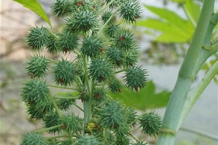 玉米成熟期是否浇水？