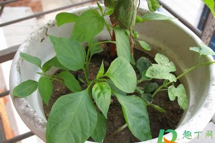 辡椒树长不大施什么肥