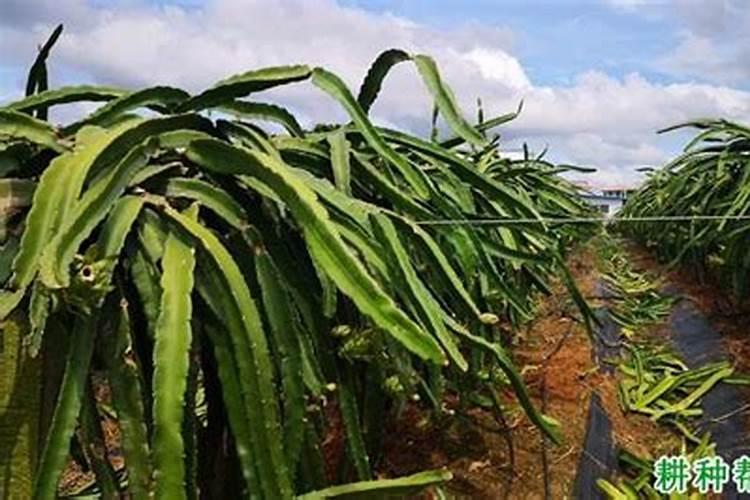 火龙果如何施肥