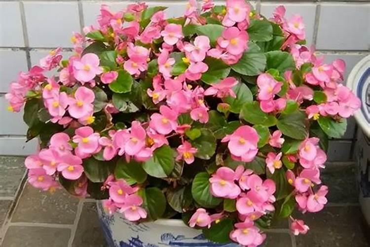 水溶肥没有雨可以撒施吗(有机肥水溶好还是不水溶好)