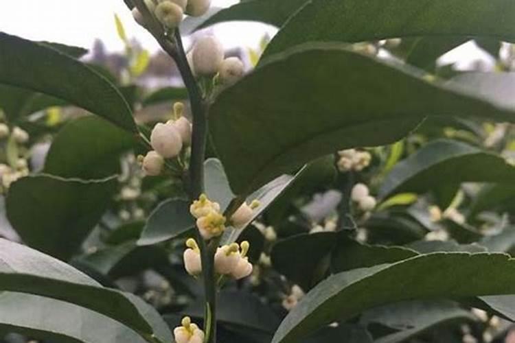 柑橘保花保果农药最佳配方