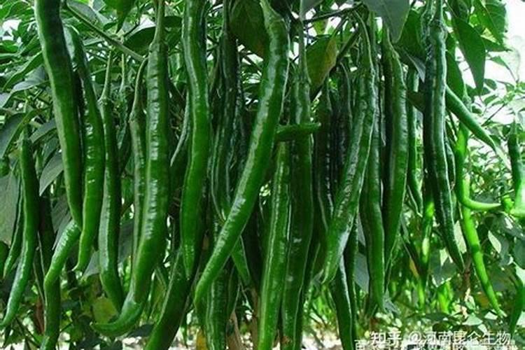 九里香用什么肥料