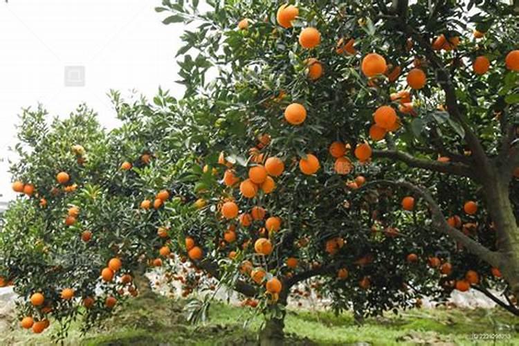 脐橙增甜有哪些方法 脐橙增甜的方法介绍