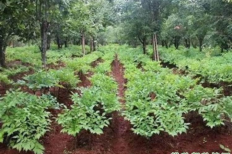 福建珠芽魔芋种植方法