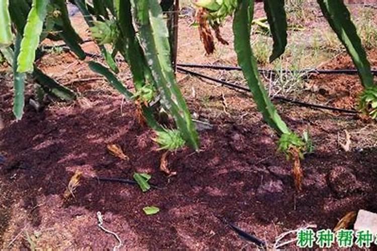 火龙果用什么肥料