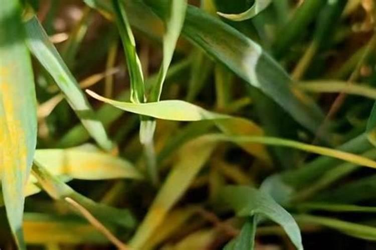 叶面肥多少钱一袋