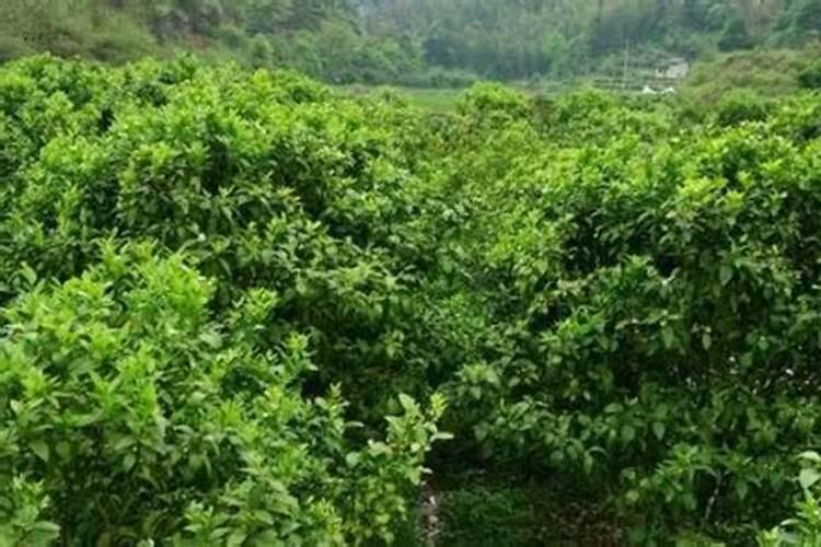 种白菜如何补施钙肥 白菜高产的方法是什么