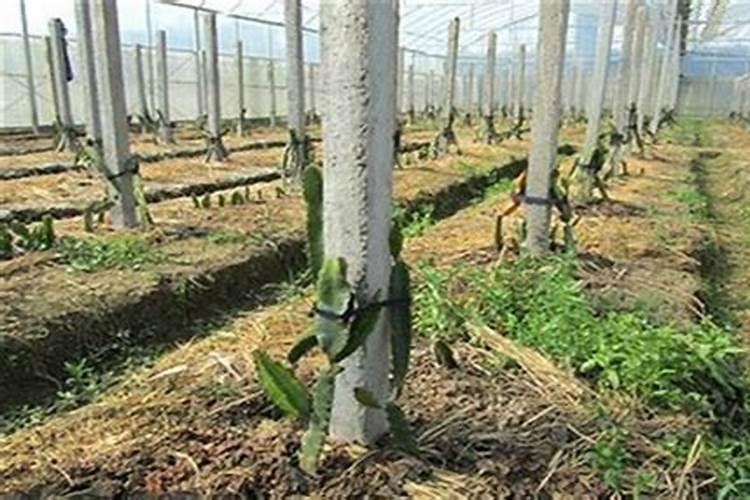 火龙果种植方法及肥水、土壤管理重点