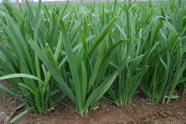 野菊花追肥提苗用什么肥料