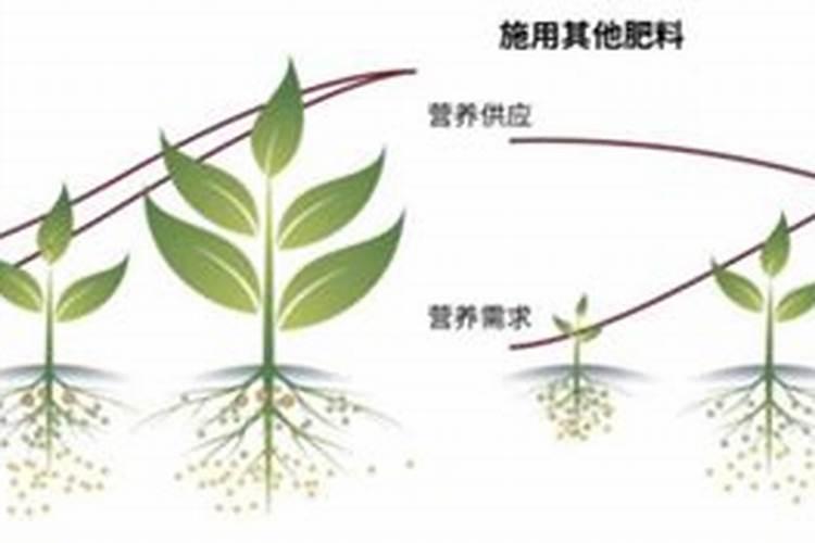 种瓜用什么肥料好
