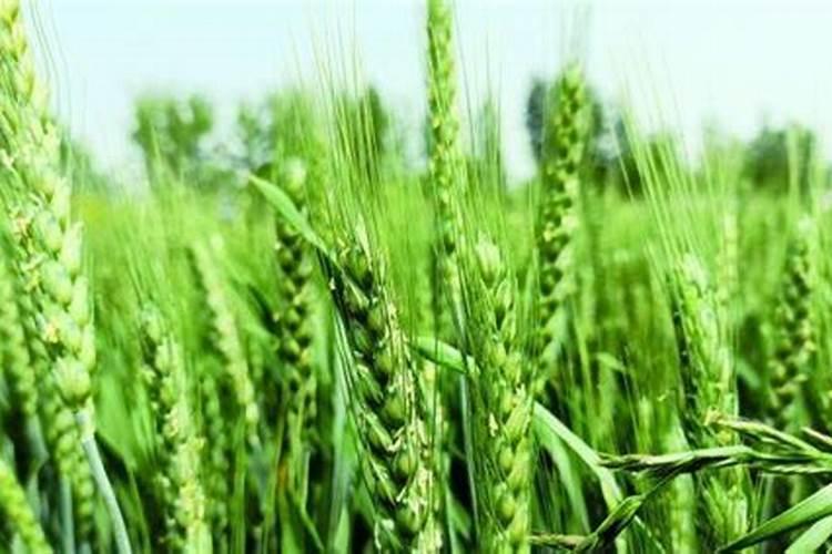 芒果控梢多久能催花