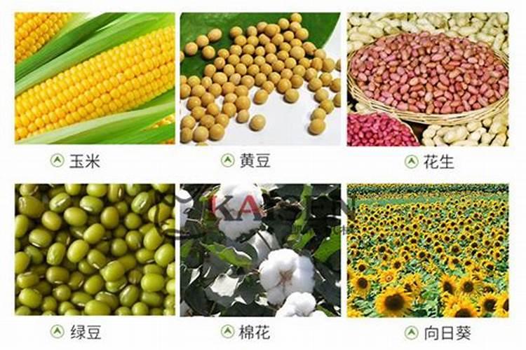 黄豆出花期可以打什么叶面肥