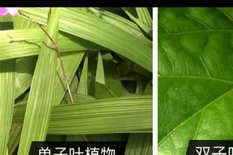 玉米叶面肥哪种最好