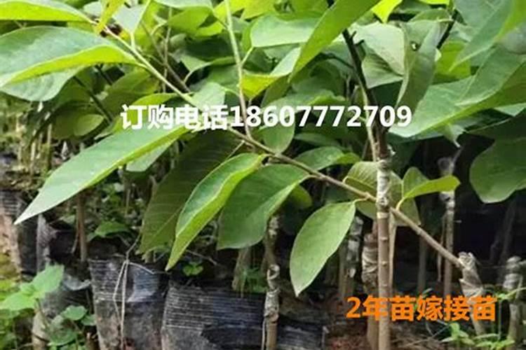 黄腐酸钾冲肥葵花行吗