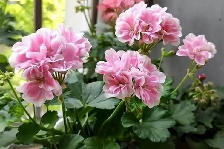 茄子水溶肥多少钱一吨？水溶肥什么样的好？水溶肥使用方法!