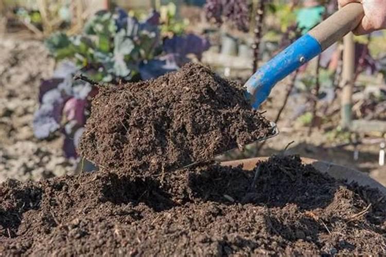 养花一般用哪种肥料？