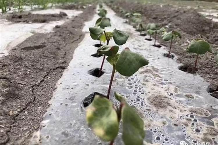 万物生叶面肥怎么样