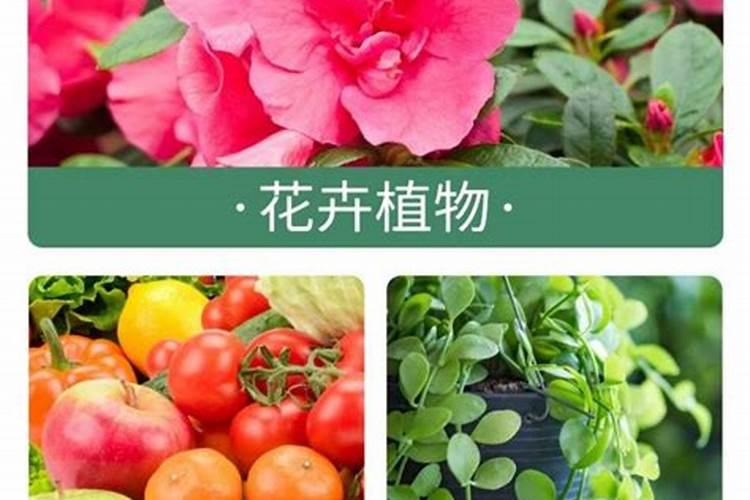 如何区分矿源黄腐酸钾的好与坏