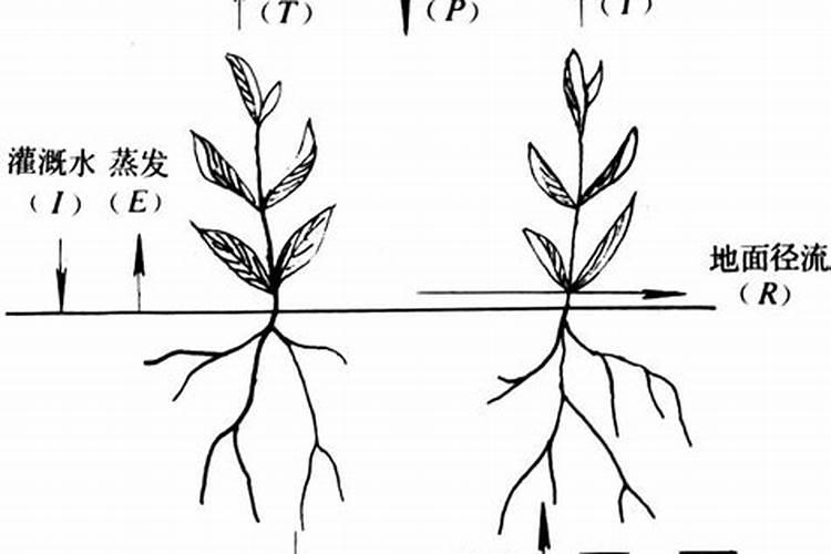 种菜地底肥用什么肥料最好
