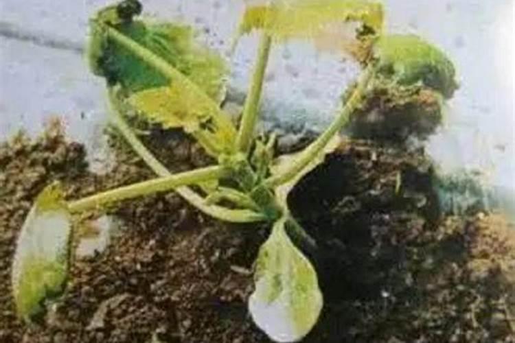 蔬菜如何科学施用锌肥