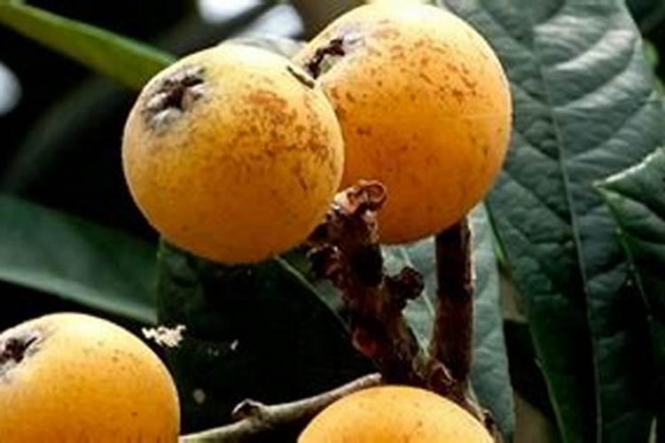 适合枇杷树的最佳肥料是什么