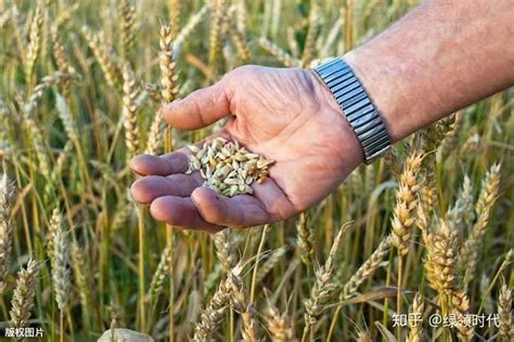 菊花的正确种植方法是什么