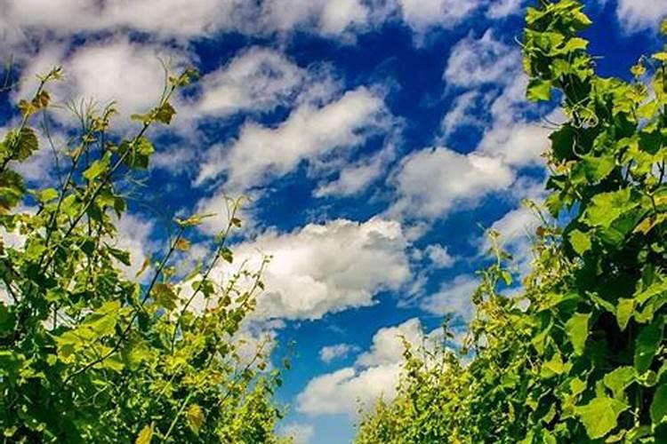 水稻硅锌肥什么时候用 使用注意事项