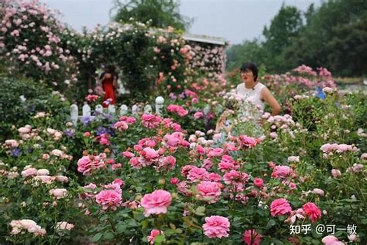 月季花施肥方法怎样给月季花施肥