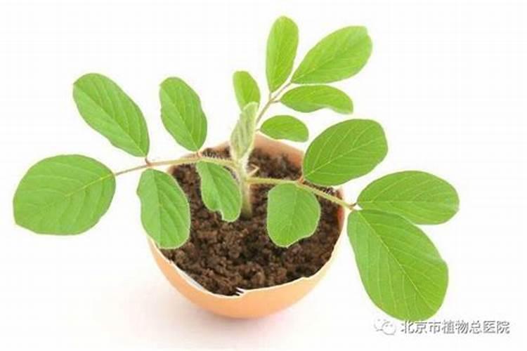 在种植过程中 草莓需要补钙么 草莓缺钙怎么办用什么补钙最好