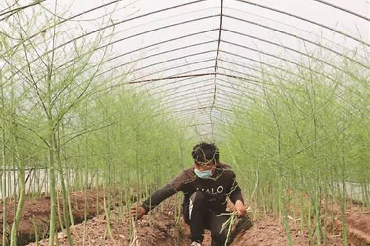 太阳花施什么肥才能花大叶盛