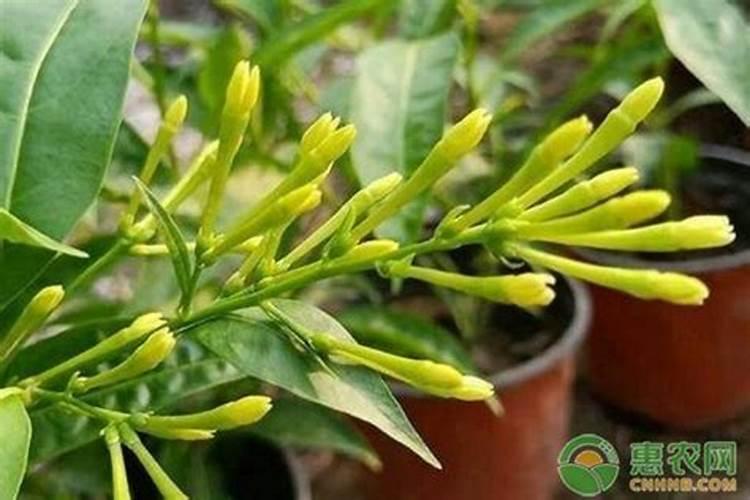 水溶肥选哪种剂型好