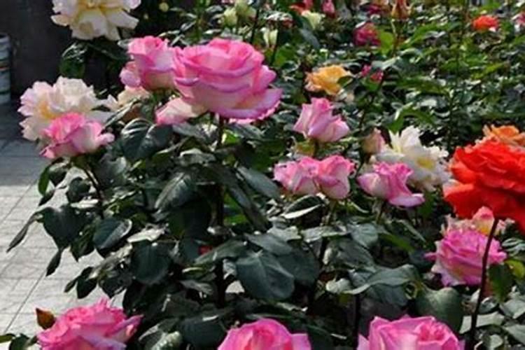 月季花可以用磷酸二氢钾肥吗(盆栽月季施什么肥最好)