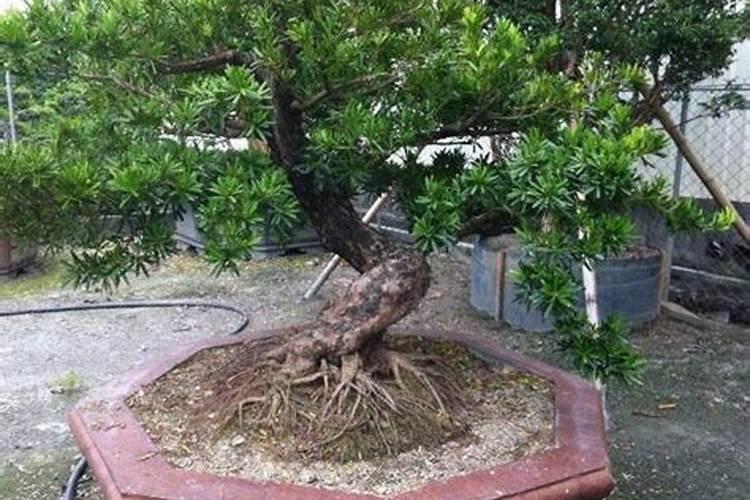 攀枝花芒果果子收后怎么宝管？