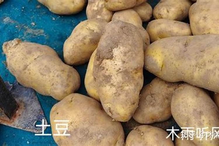 土豆几月份用肥,用什么肥料好？