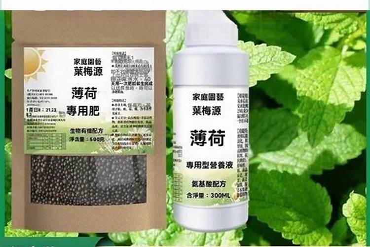 薄荷花的养殖方法,薄荷怎么种植方法和注意事项