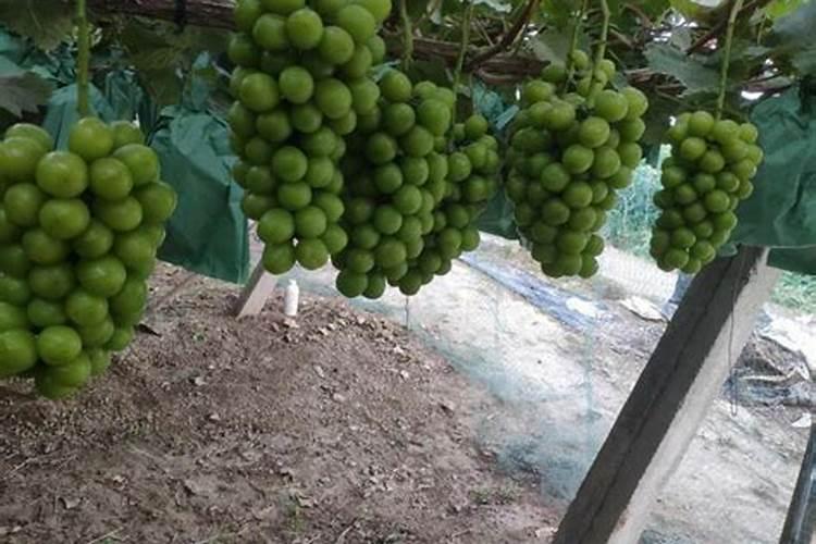 芋头用什么肥料最好