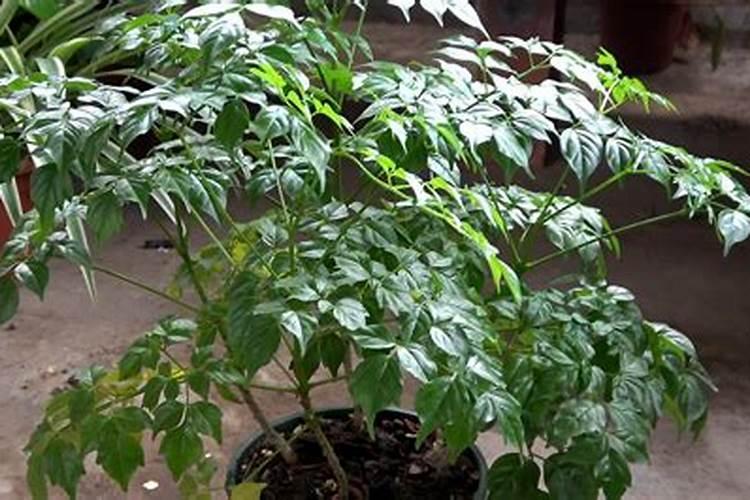 幸福树的施肥方法用什么肥料给幸福树施肥？