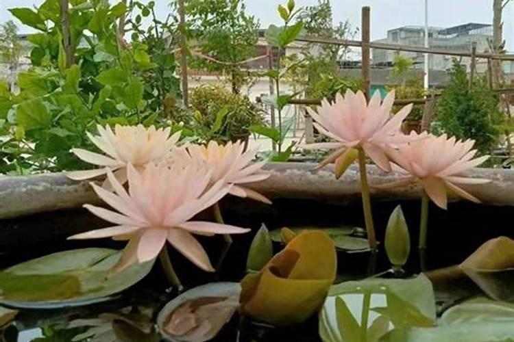 苯肽胺酸促花的最佳配方