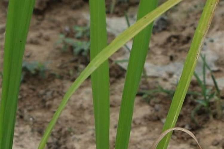 水稻缺肥或施肥过量时都有哪些症状？