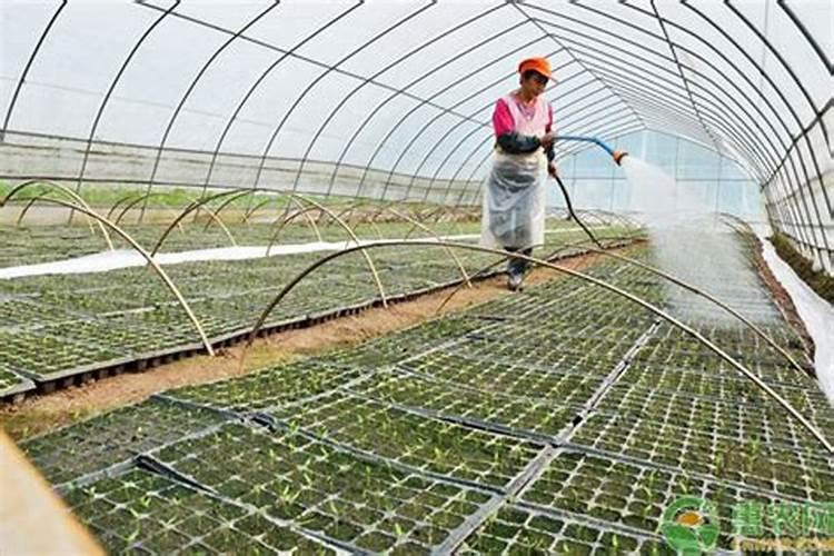 大棚施肥方法及注意事项 大棚施肥方法及注意事项有哪些