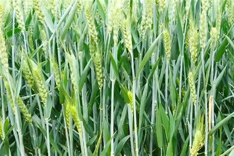 黄豆施什么肥比较好