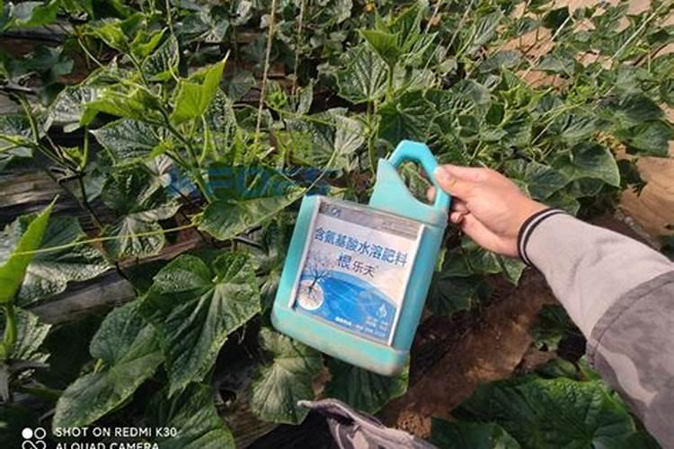 喷施叶面肥有哪些注意事项