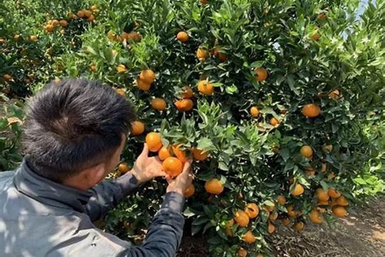 钾肥是什么肥料做成 钾肥有哪几种,主要有哪些种类