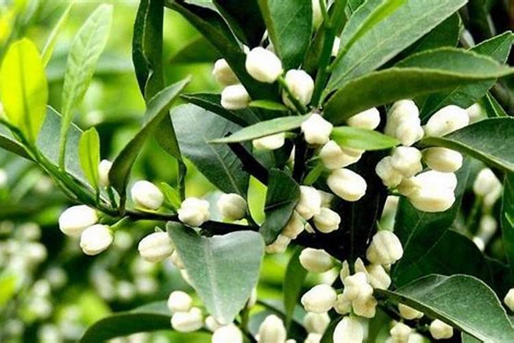 怎么防治植物青枯病？