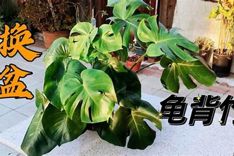 复合肥的肥效期是多长时间