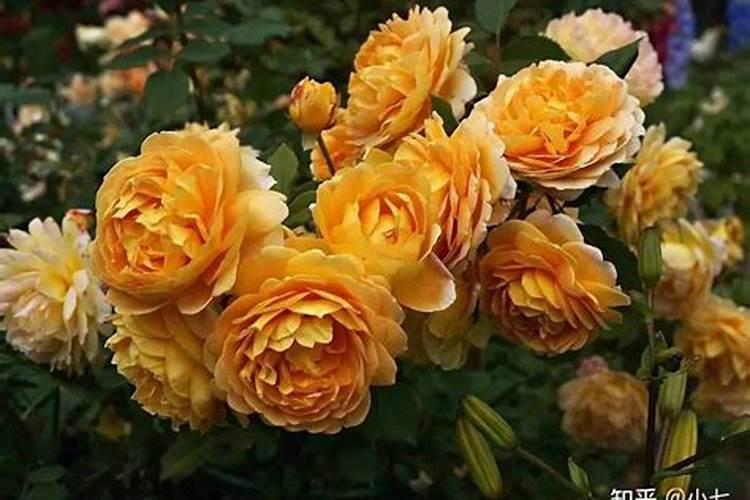 哪些花不能用饼肥