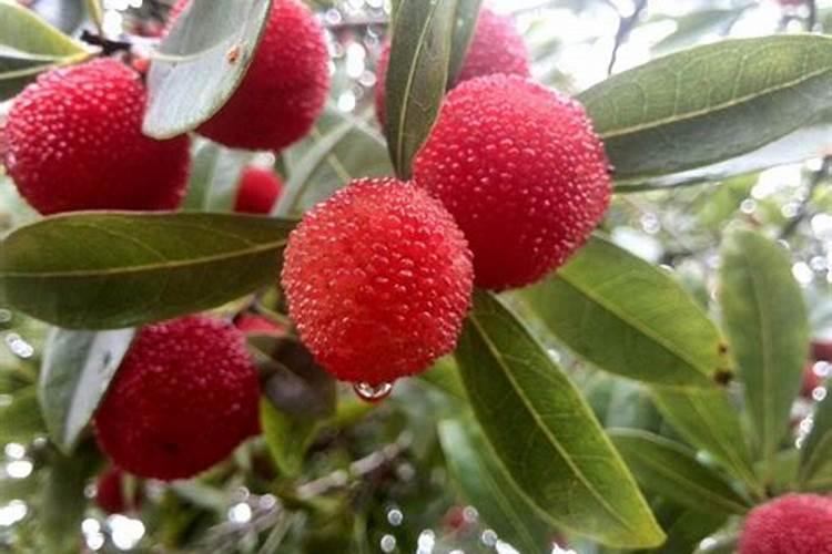 硼肥在杨梅膨果时期能增加种子的饱满度吗 硼肥怎么施效果好