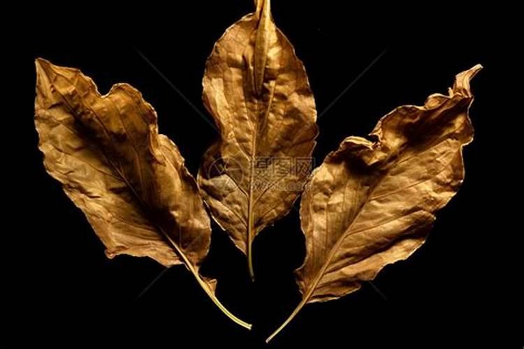 无花果施什么肥好