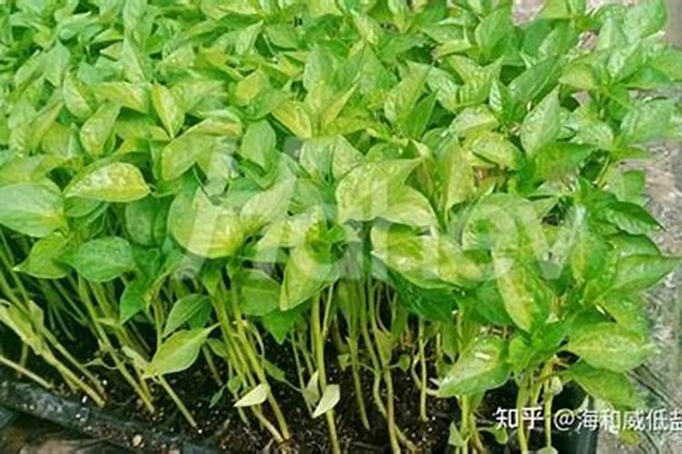 玉米的几个追肥时期